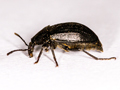 Phosphuga atrata